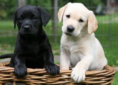 تعبیر خواب سگ سیاه و سفید چیست؟ دشمن یا رسوایی؟