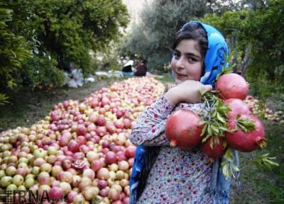 خبرنگاران میزان تولیدات باغی کردستان 160 هزار تن افزایش یافت