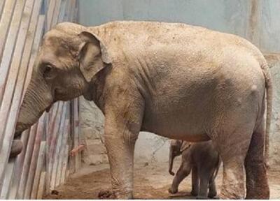 آخرین شرایط بچه فیل ارم و ماده گورخر آفریقایی صفادشت