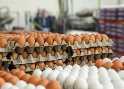 تولیدکنندگان موظف به رعایت قیمت مصوب تخم مرغ هستند