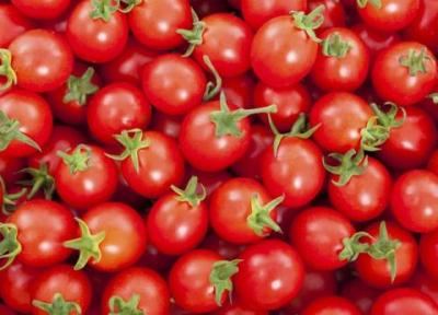 صادرات گوجه فرنگی شروع شد ، گوجه فرنگی مقرون به صرفه می گردد