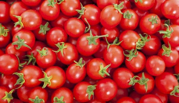 صادرات گوجه فرنگی شروع شد ، گوجه فرنگی مقرون به صرفه می گردد