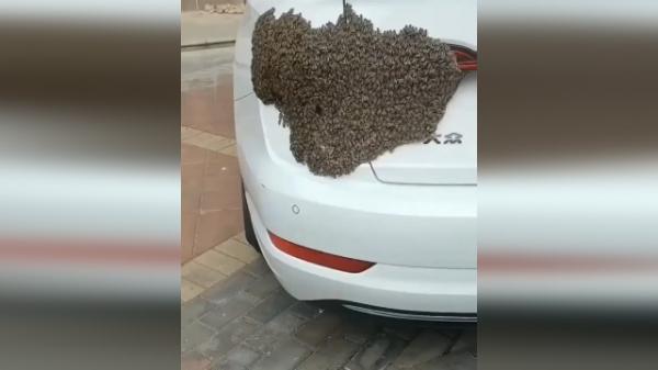 تجمع زنبورها روی یک خودرو