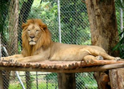طراحی باغ ویلا: جزییات حمله شیرها به نگهبان باغ وحش اراک