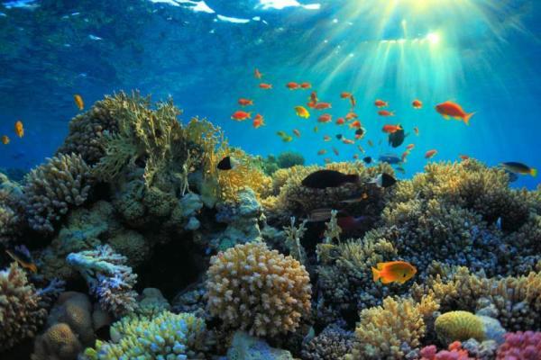 تغییرات سریع در صخره های مرجانی عامل دعوت جهانی برای تفکر دوباره