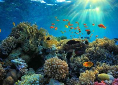 تغییرات سریع در صخره های مرجانی عامل دعوت جهانی برای تفکر دوباره